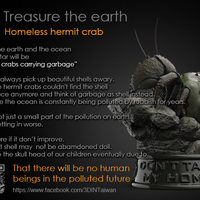 Hermit crabs - Thumbnail 3