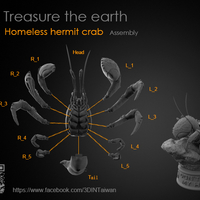 Hermit crabs - Thumbnail 5