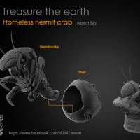 Hermit crabs - Thumbnail 6