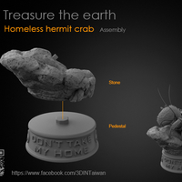 Hermit crabs - Thumbnail 7