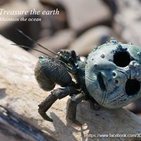 Hermit crabs - Thumbnail 11