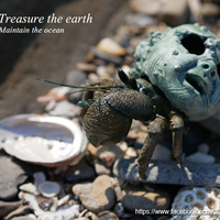 Hermit crabs - Thumbnail 12