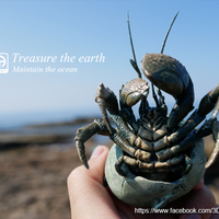 Hermit crabs - Thumbnail 13