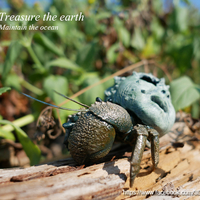 Hermit crabs - Thumbnail 15