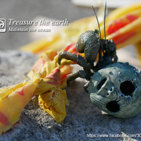 Hermit crabs - Thumbnail 16