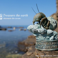 Hermit crabs - Thumbnail 17