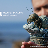 Hermit crabs - Thumbnail 18