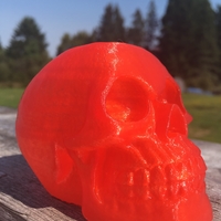 Small skull 3D Printing 164046