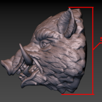 Boar head - Thumbnail 22