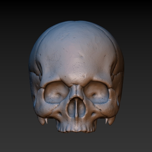 Skull. Without the lower jaw.  3D Print 165899