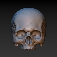 Skull. Without the lower jaw.  - Thumbnail 1
