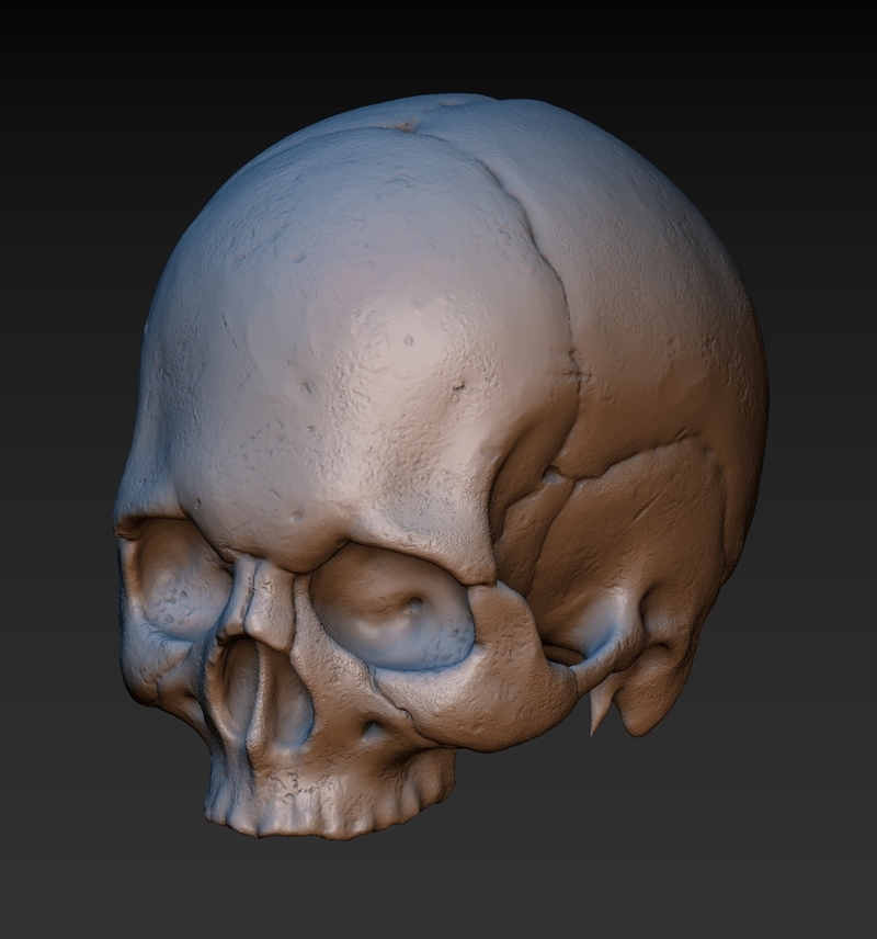 Skull. Without the lower jaw. 