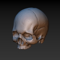 Skull. Without the lower jaw.  - Thumbnail 3