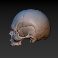 Skull. Without the lower jaw.  - Thumbnail 4
