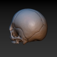 Skull. Without the lower jaw.  - Thumbnail 5
