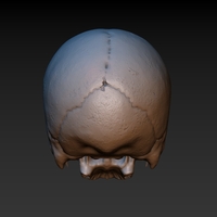 Skull. Without the lower jaw.  - Thumbnail 6