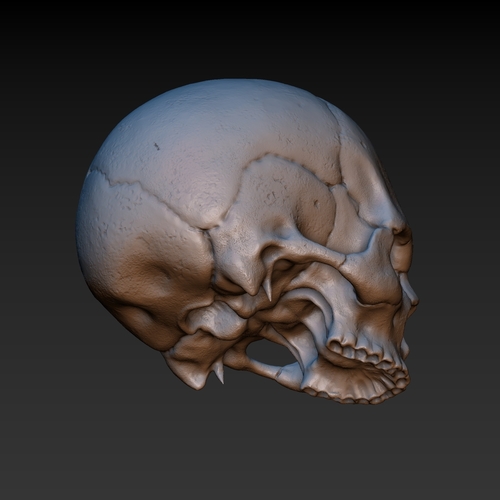 Skull. Without the lower jaw.  3D Print 165905