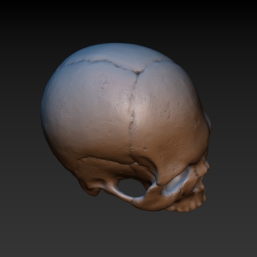 Skull. Without the lower jaw.  3D Print 165906
