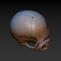 Skull. Without the lower jaw.  - Thumbnail 8