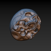 Skull. Without the lower jaw.  - Thumbnail 9