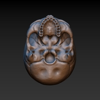 Skull. Without the lower jaw.  - Thumbnail 10