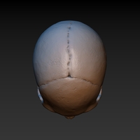 Skull. Without the lower jaw.  - Thumbnail 11