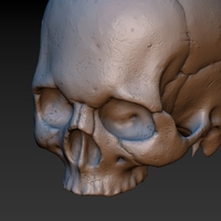 Skull. Without the lower jaw.  - Thumbnail 12