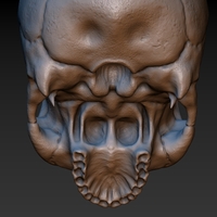 Skull. Without the lower jaw.  - Thumbnail 13