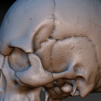 Skull. Without the lower jaw.  - Thumbnail 14