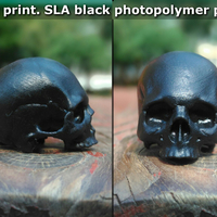 Skull. Without the lower jaw.  - Thumbnail 16