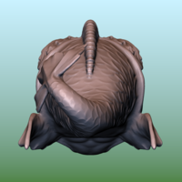 Dolphin fish - Thumbnail 6