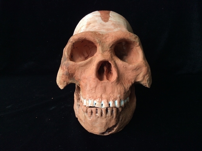 Homo Naledi Complete Skull Reconstruction 3D Print 166729