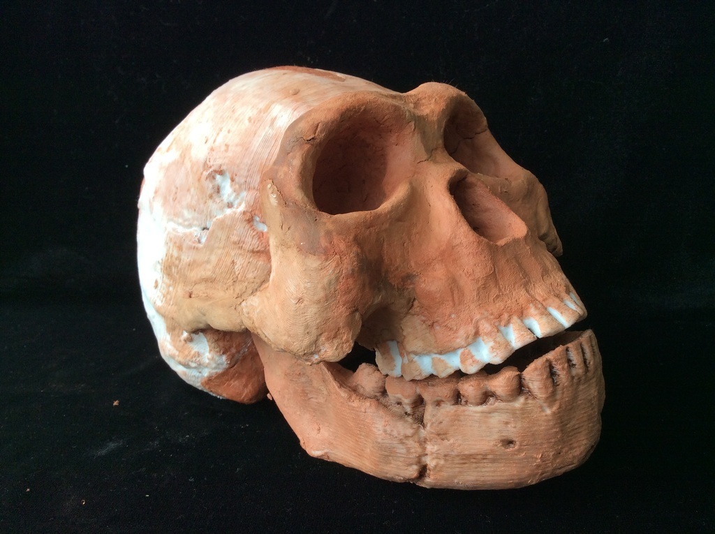 Homo naledi