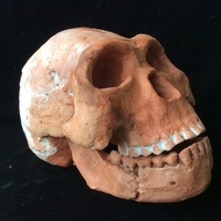 Homo Naledi Complete Skull Reconstruction - Thumbnail 2
