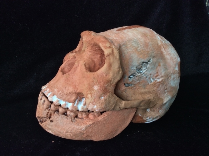 Homo Naledi Complete Skull Reconstruction 3D Print 166731