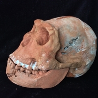 Homo Naledi Complete Skull Reconstruction - Thumbnail 3