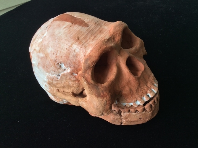 Homo Naledi Complete Skull Reconstruction 3D Print 166732