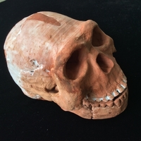 Homo Naledi Complete Skull Reconstruction - Thumbnail 4