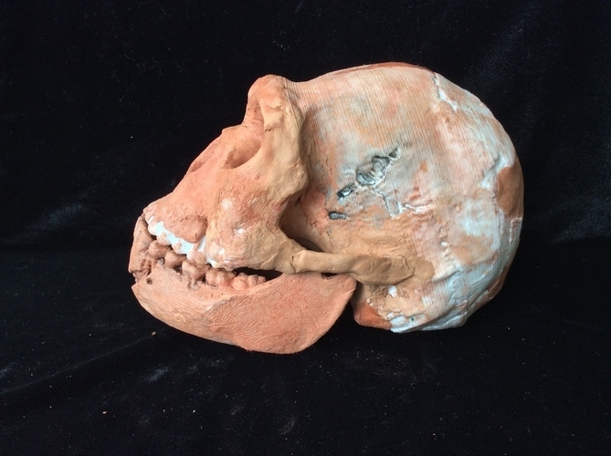 Homo Naledi Complete Skull Reconstruction 3D Print 166733