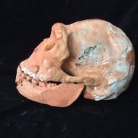 Homo Naledi Complete Skull Reconstruction - Thumbnail 5