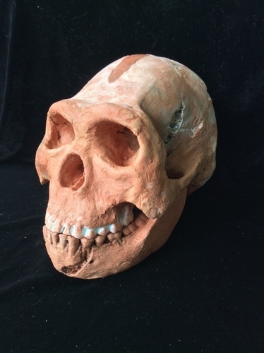 Homo Naledi Complete Skull Reconstruction 3D Print 166734