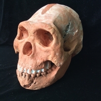 Homo Naledi Complete Skull Reconstruction - Thumbnail 6