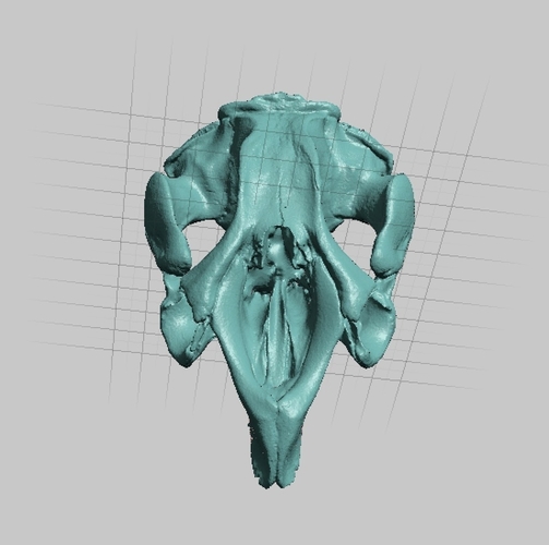 Manatee Skull and Mandible High Resolution Scan 3D Print 166749