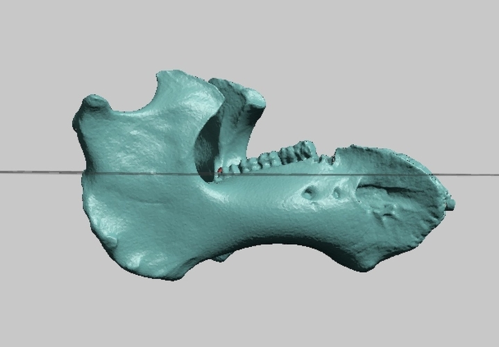 Manatee Skull and Mandible High Resolution Scan 3D Print 166750