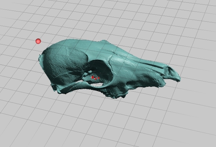 Juvenile Coyote Skull, NextEngine Scan 3D Print 166751