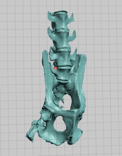 New World Monkey Skeletal Scan, Pelvis and Vertebrae 3D Print 166753