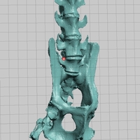 Small New World Monkey Skeletal Scan, Pelvis and Vertebrae 3D Printing 166753