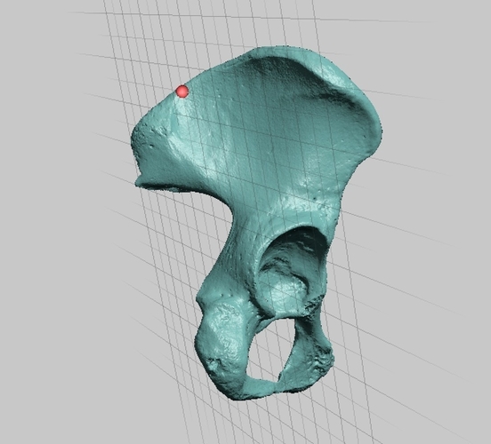 High Resolution Human Female Pelvis Scan 3D Print 166758