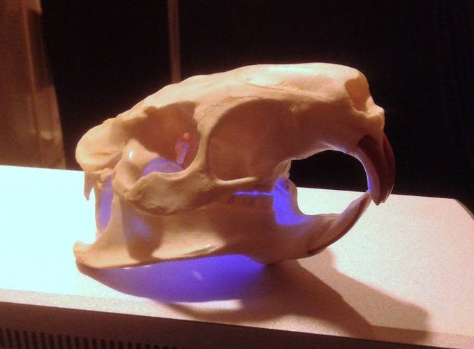 Coypu (Nutria) River Rat Original Skull Scan 3D Print 166765