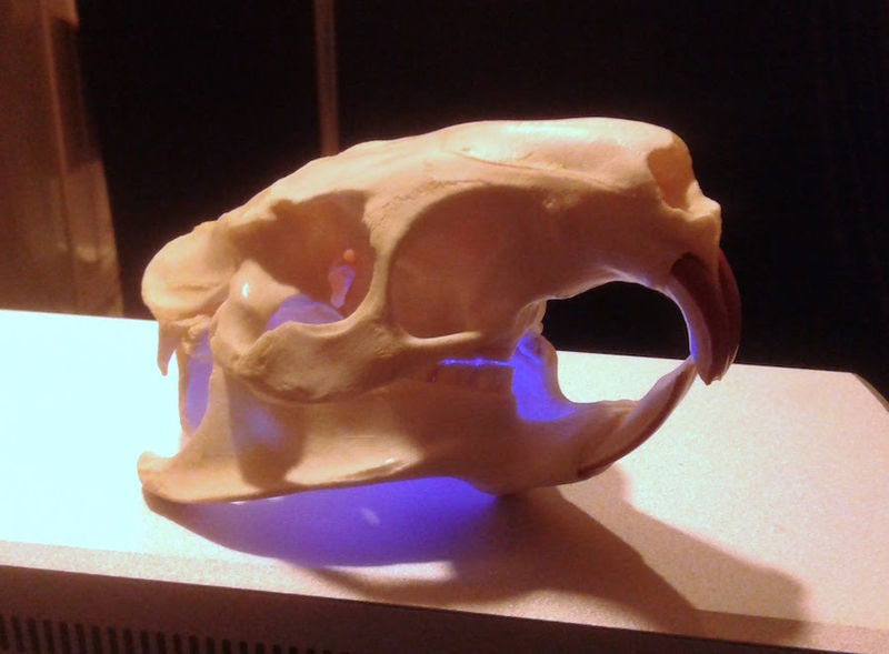 Coypu (Nutria) River Rat Original Skull Scan